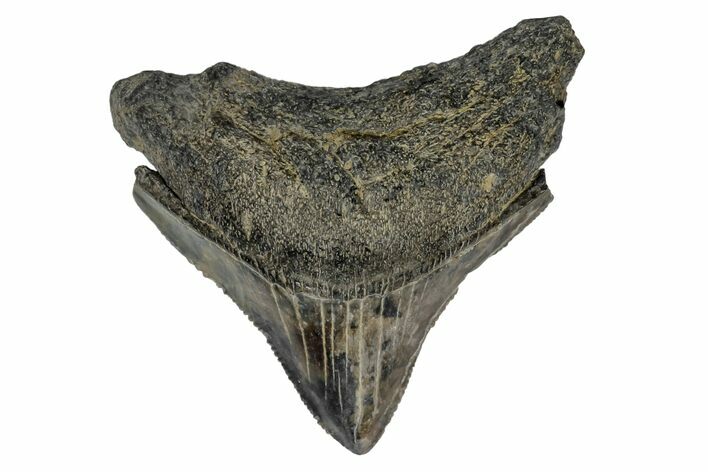 Serrated, Juvenile Megalodon Tooth - South Carolina #170416